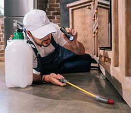 Termite Control Service in Lahore Termite Control Service in Lahore